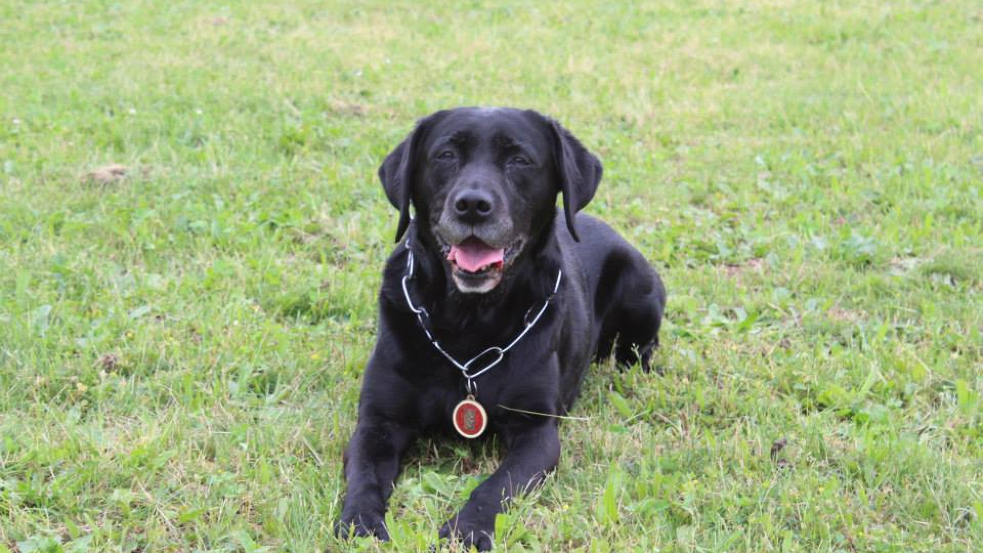 Morfasso, esce a pesca e scompare. Ritrovato grazie al cane Maia