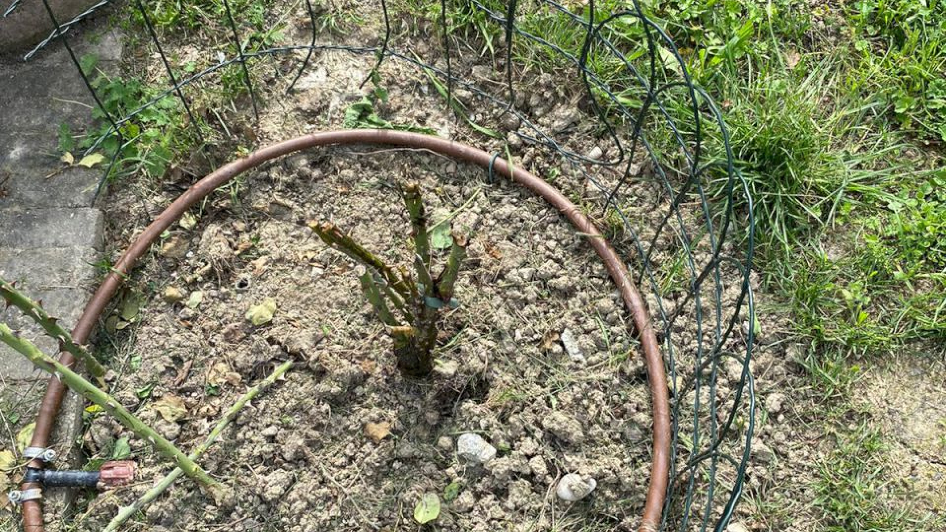 Furto di rose e ortensie negli Orti di via Degani. I residenti: "Più illuminazione"
