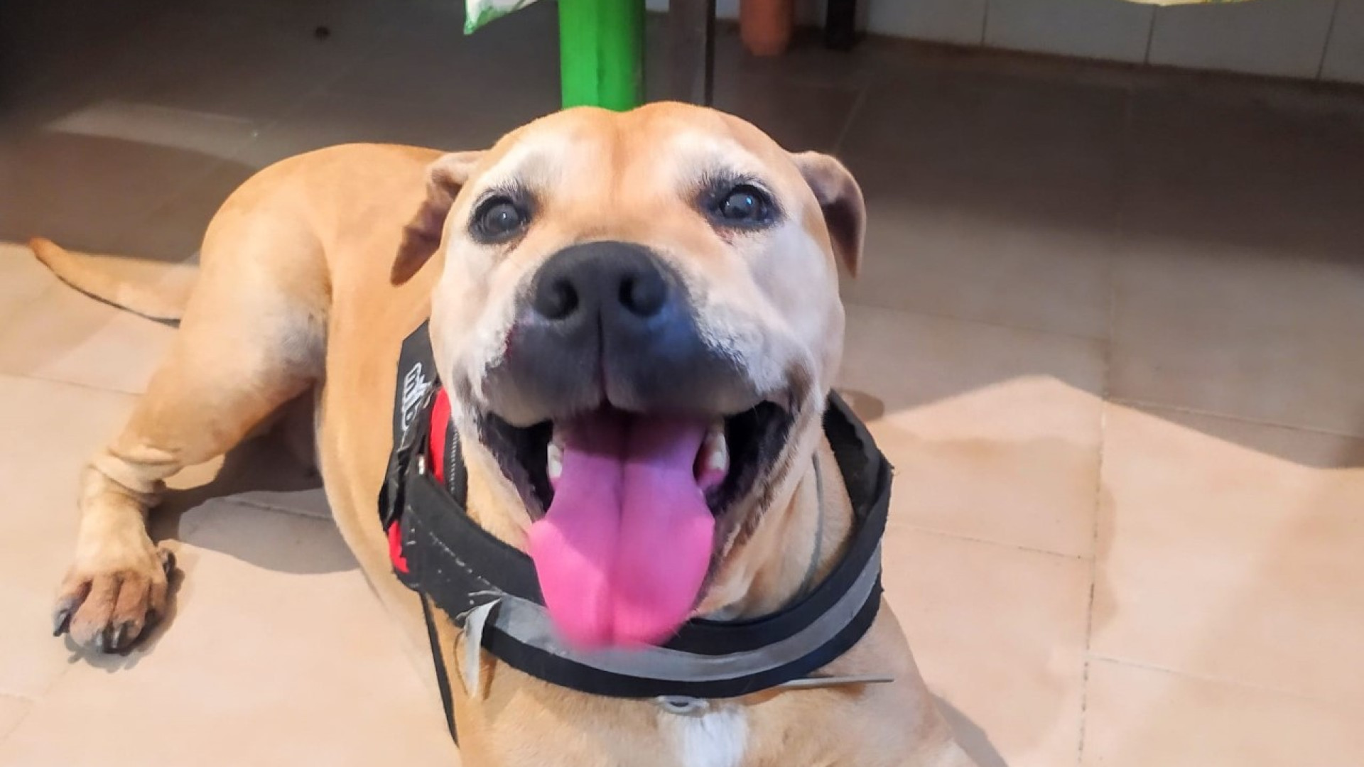 In aumento le rinunce di proprietà di cani adulti: dieci in pochi giorni