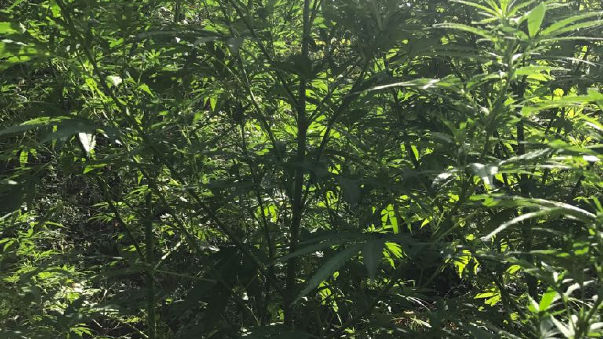 Coltivava marijuana nei boschi di Montechino, 32enne arrestato