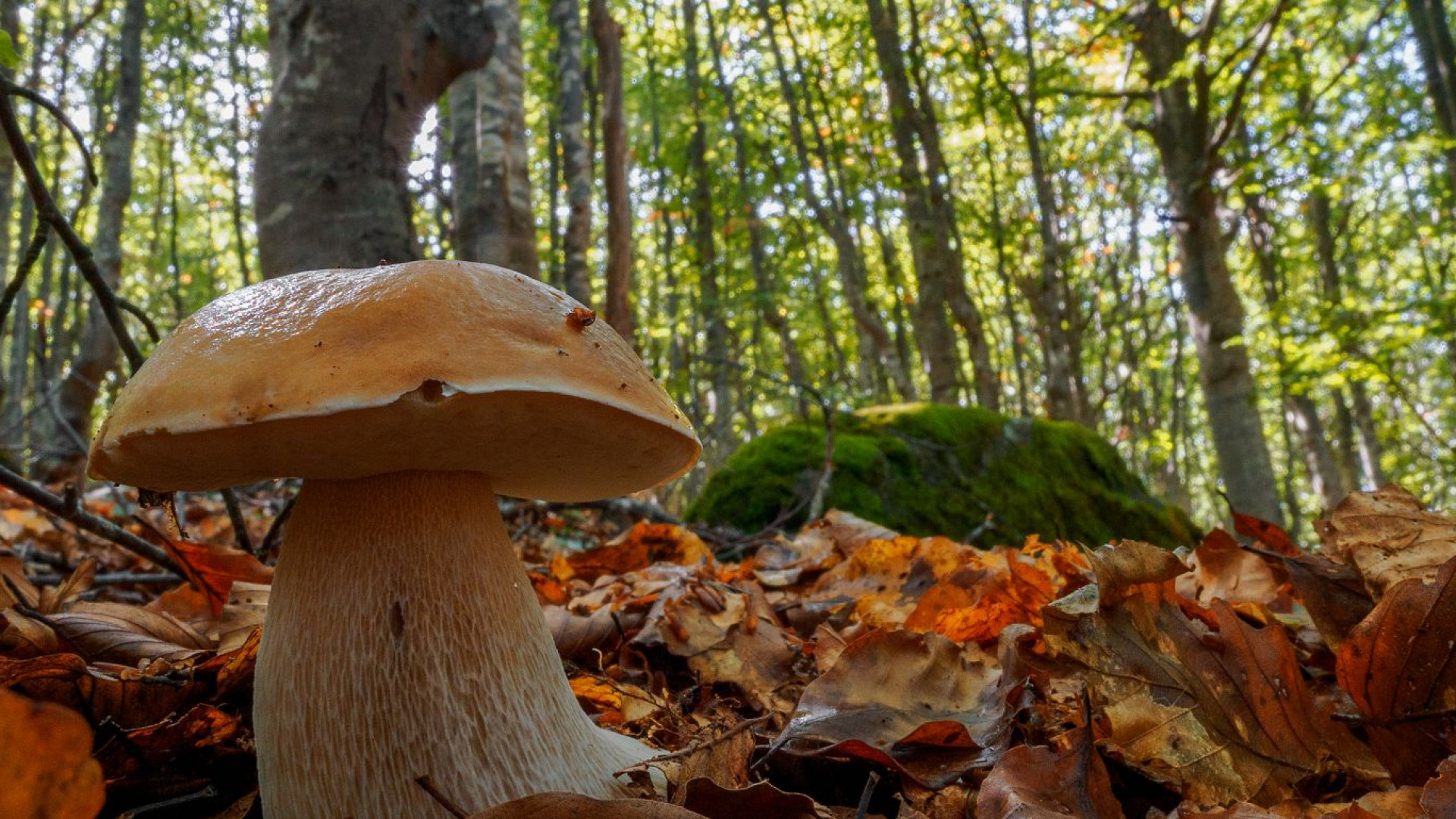 Finferli, russole e porcini: sulle alture piacentine è iniziata la raccolta dei funghi