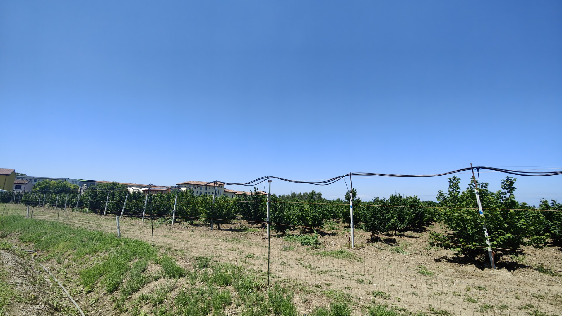 A Piacenza campo di ricerca genetica sulle nocciole più grande d'Europa