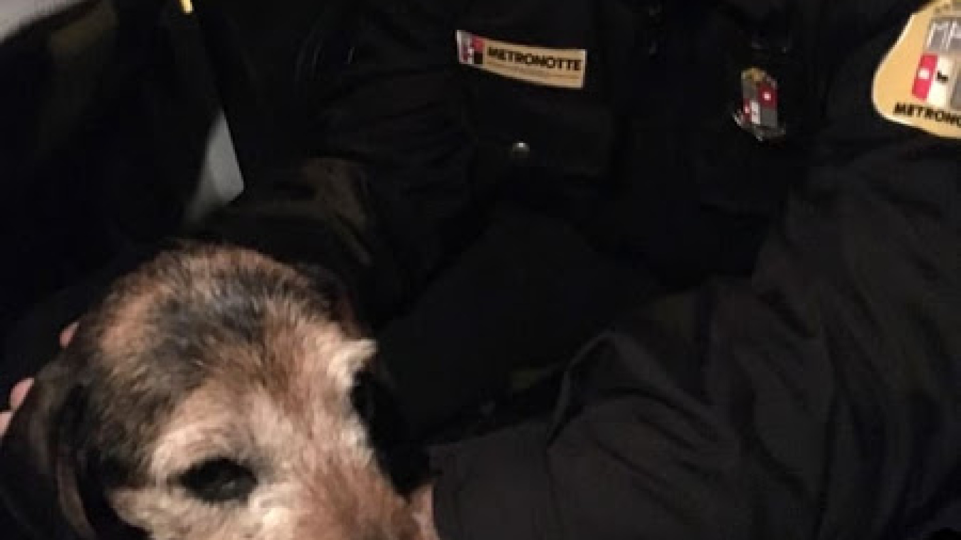 Cane abbandonato e legato a un palo: le guardie giurate lo salvano