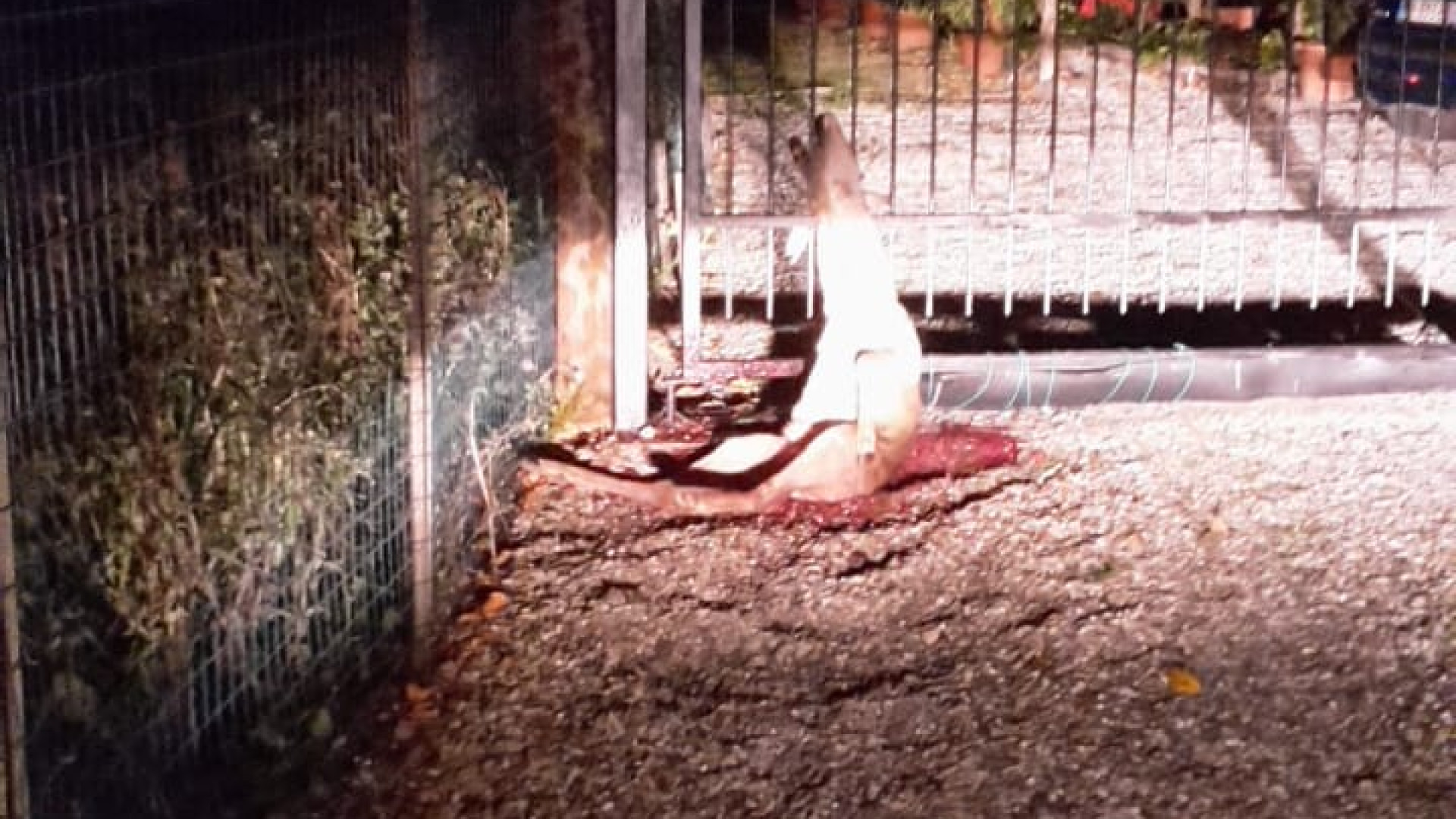 Mareto, capriolo sbranato da un lupo. Cittadini preoccupati