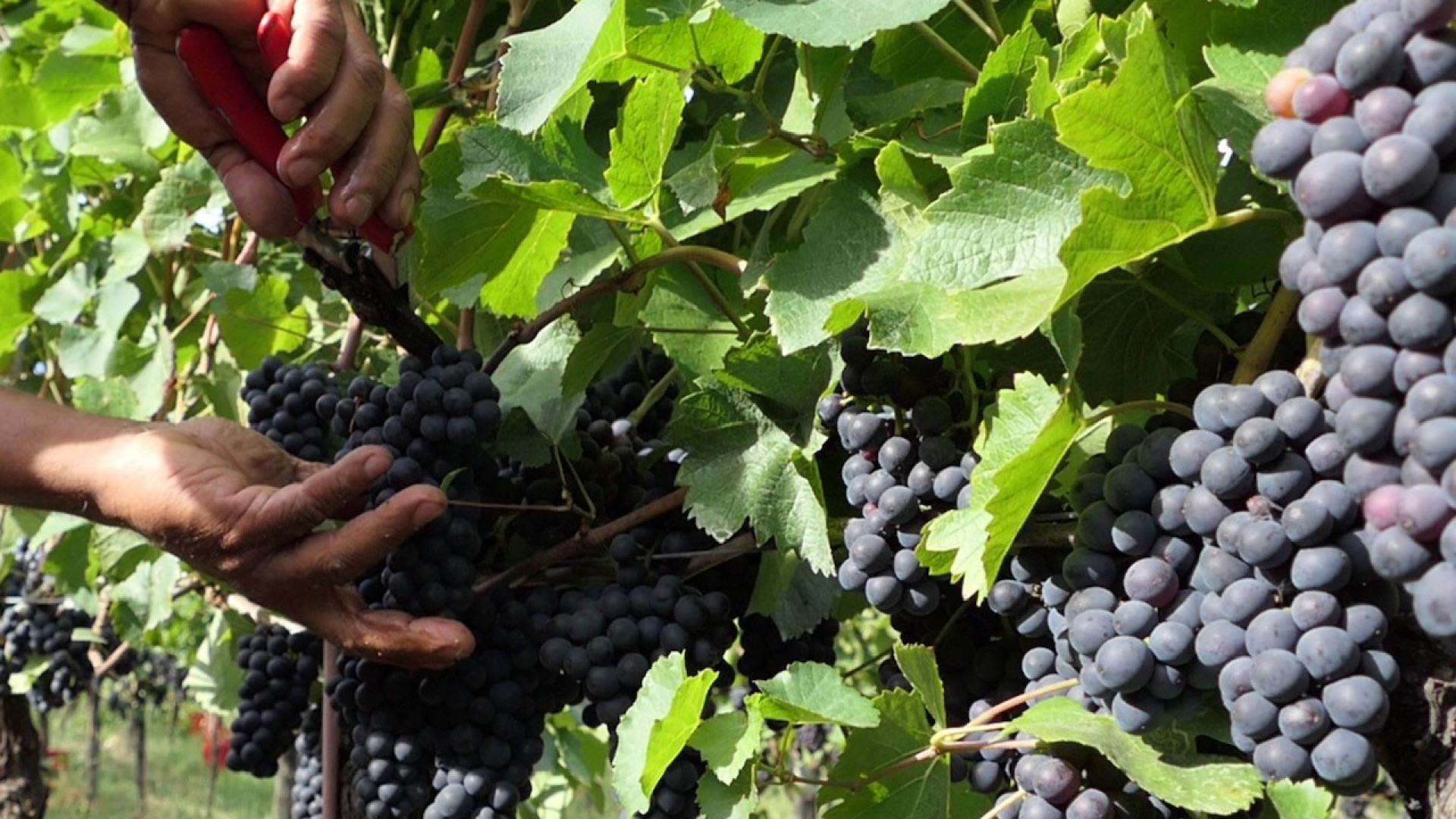 Vendemmia, pesanti perdite e costi ingenti: "In 10 anni addio a 900 aziende"