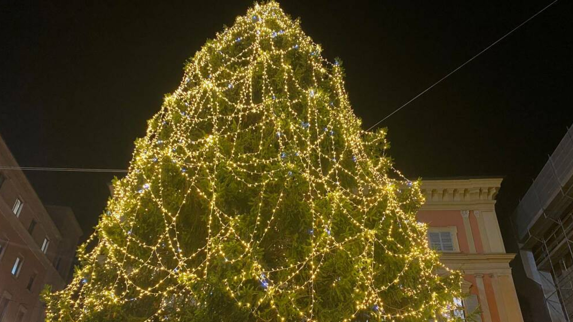 Tarasconi: "A Natale non ci sarà un albero vero. In arrivo 2.500 piante entro aprile"