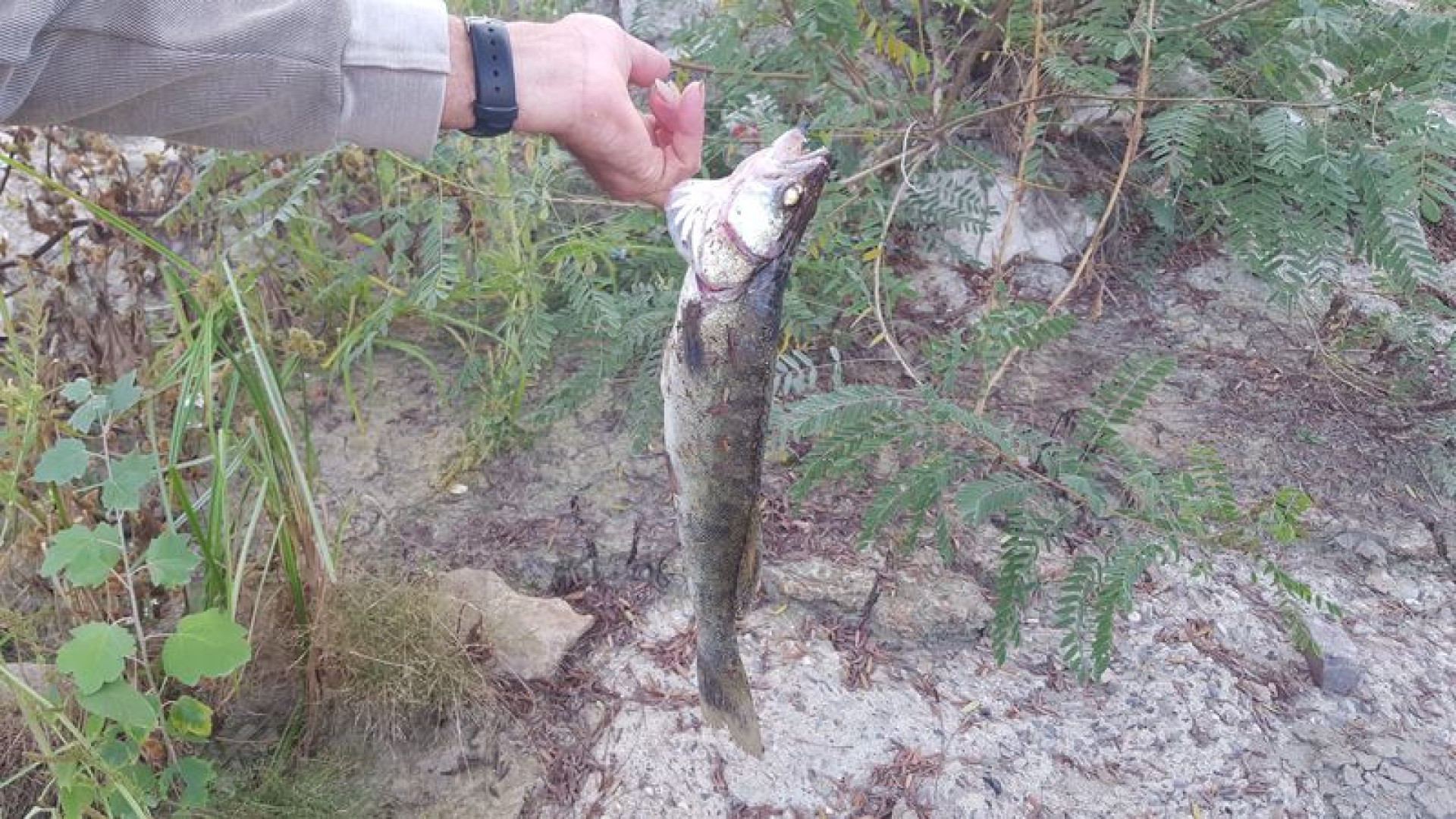 Calano i pescatori nel piacentino, 155 controlli contro le violazioni