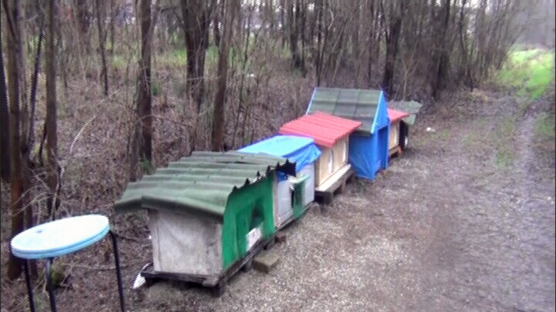 Casette con letti soffici e cibo fresco: la "dolce vita" dei gatti all'ex Pertite