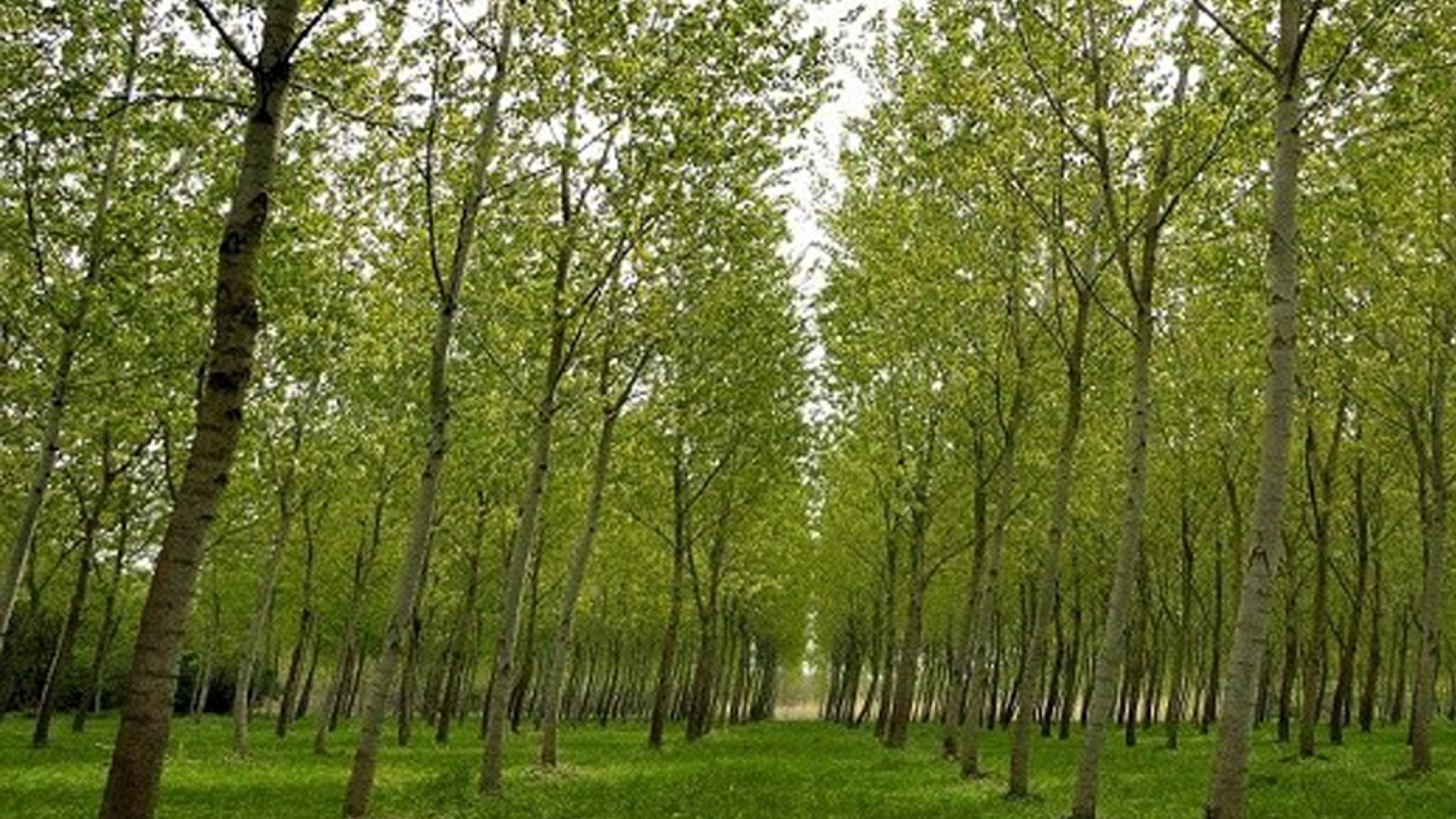 Rinaturazione del Po, Confagricoltura Piacenza: "Il progetto va riprogrammato"