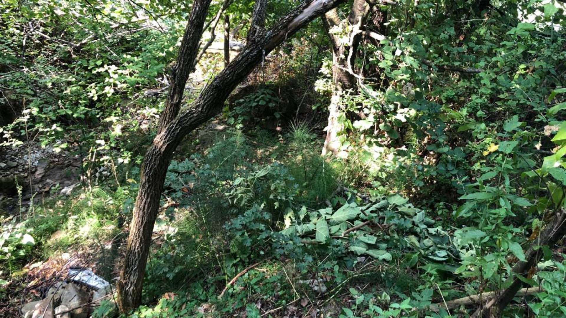 Trovato un giaciglio nel bosco a Riofreddo di Veleia
