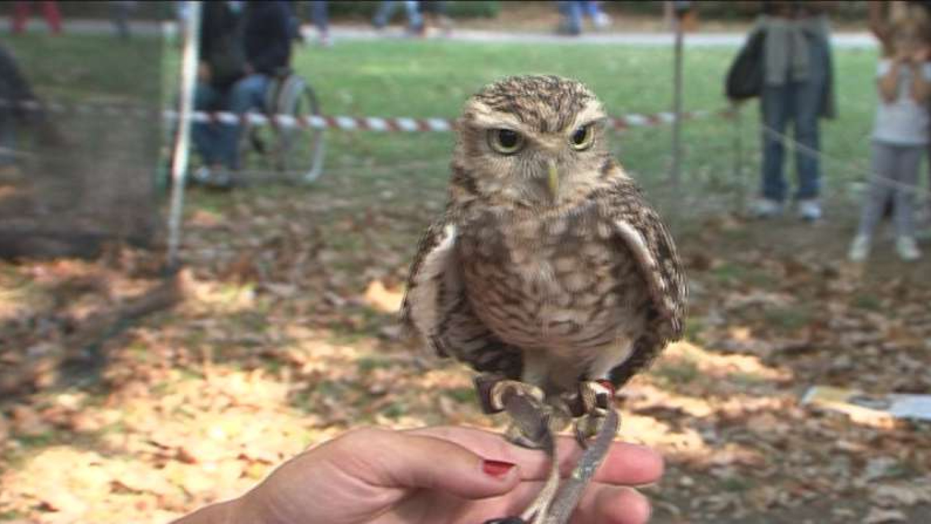 Grazzano Visconti invasa dai gufi. Per il Festival artigiani da tutta Europa