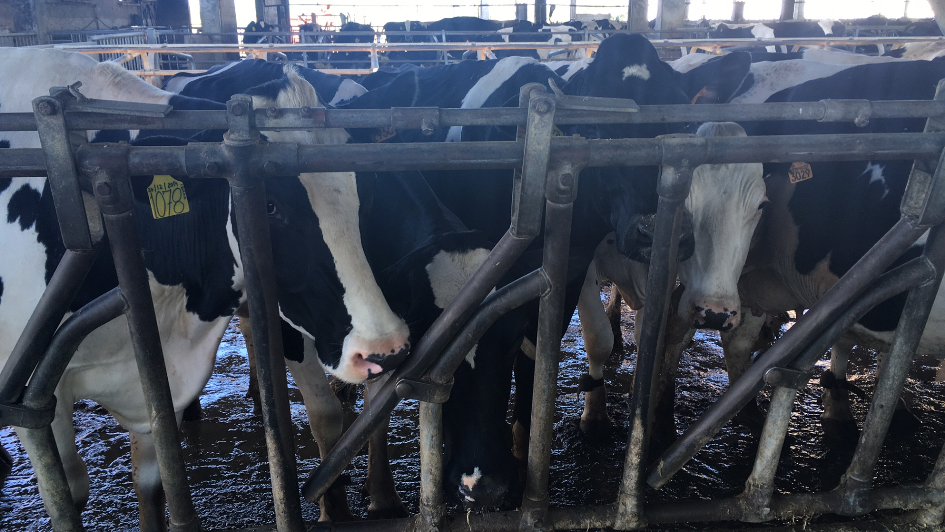 Caldo torrido, la produzione del latte rallenta: calo del 20%