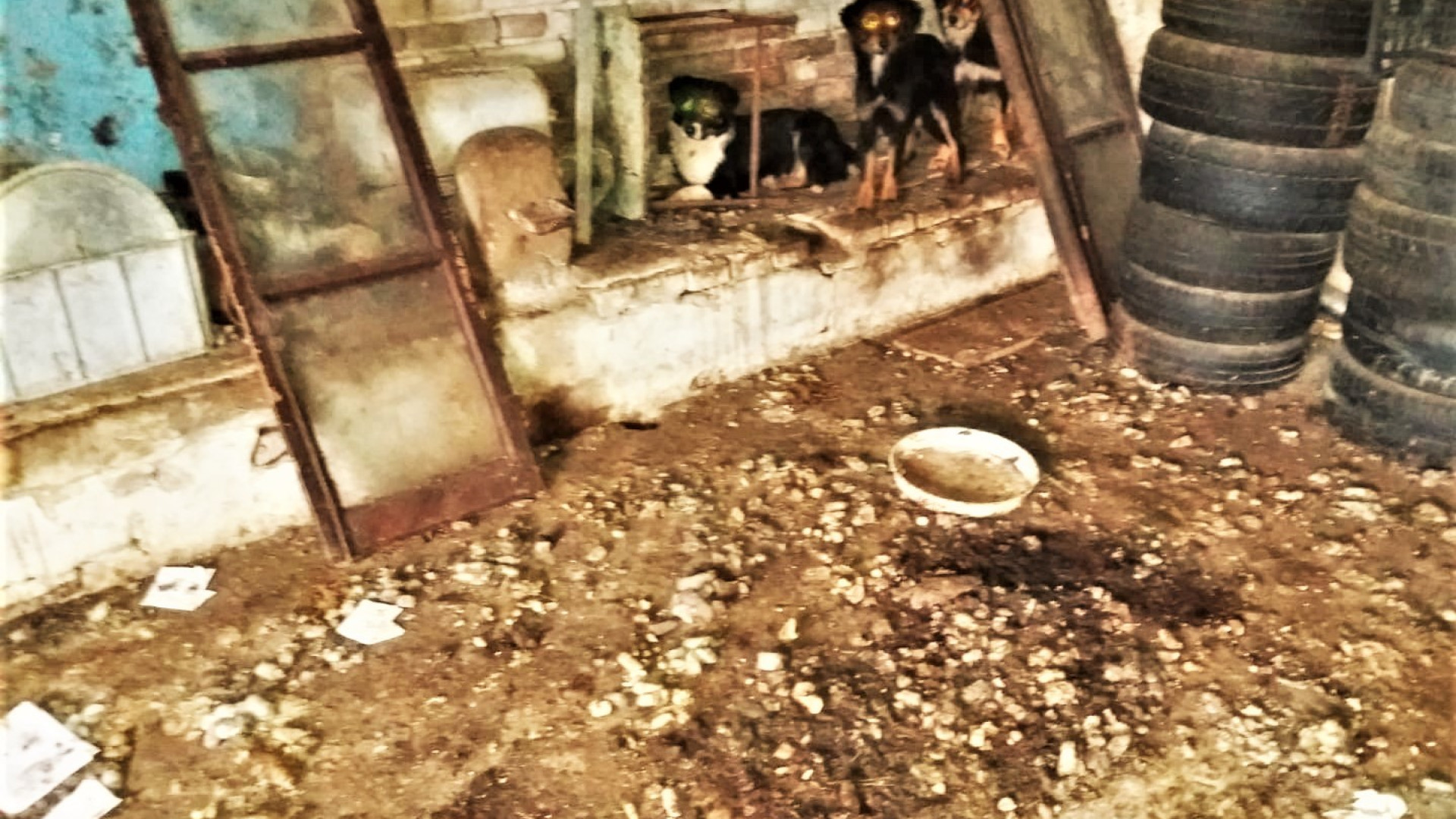Cortemaggiore, abbandonati e lasciati senza cibo né acqua: salvati quattro cani