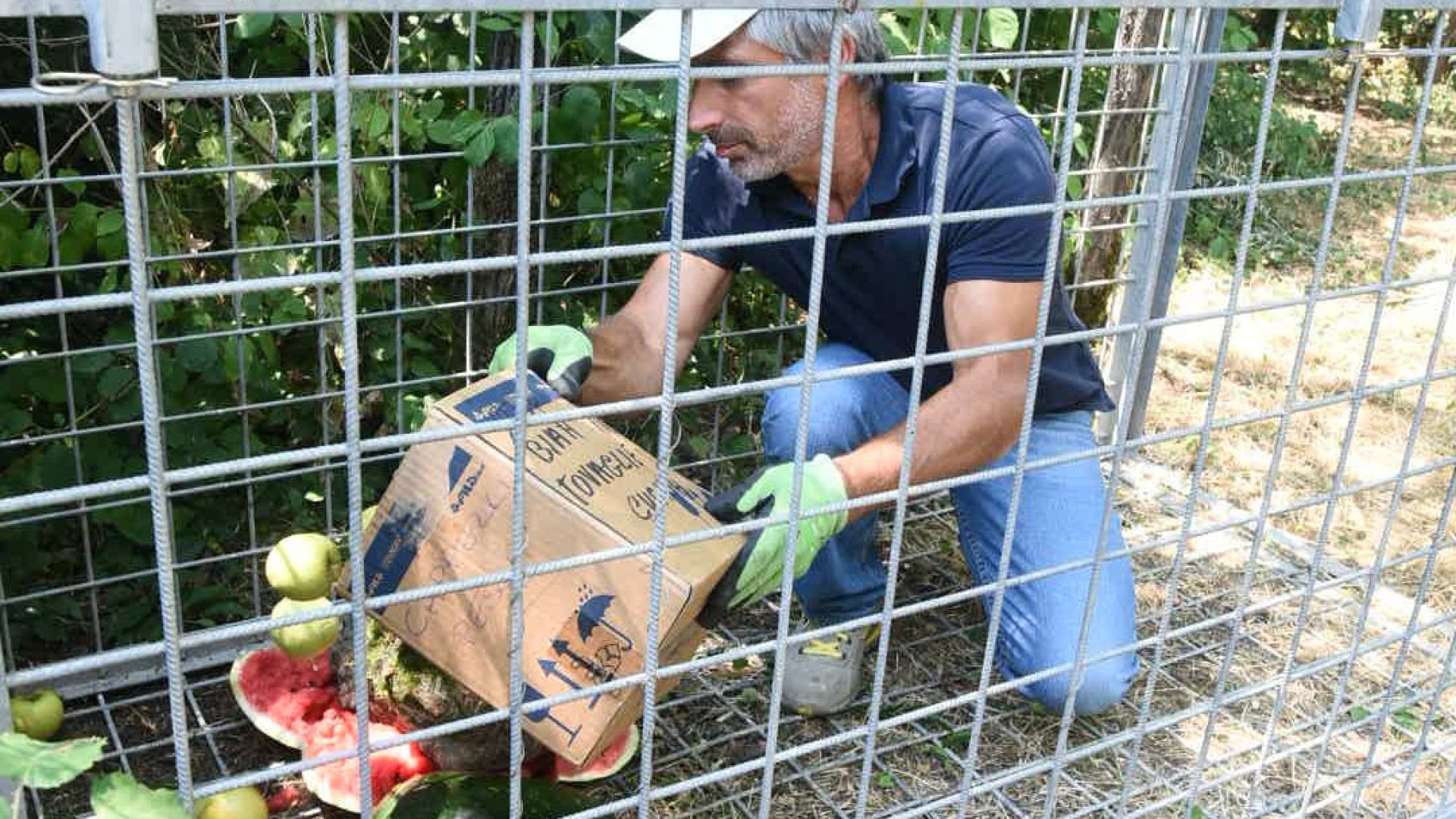 Parco della Galleana: ecco la gabbia per intrappolare il cinghiale "Agostino"