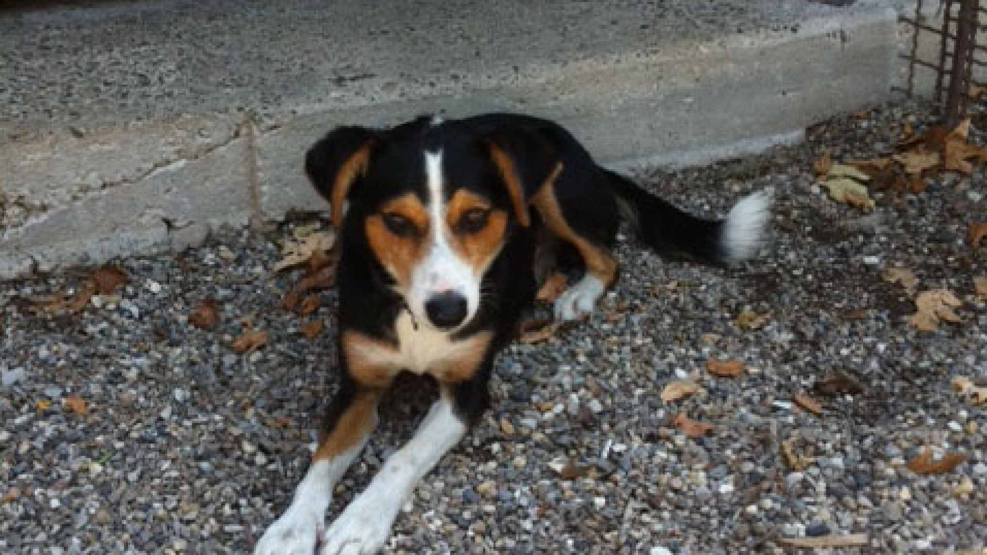 Abbandona il cane sul balcone, 24enne condannato a due mesi
