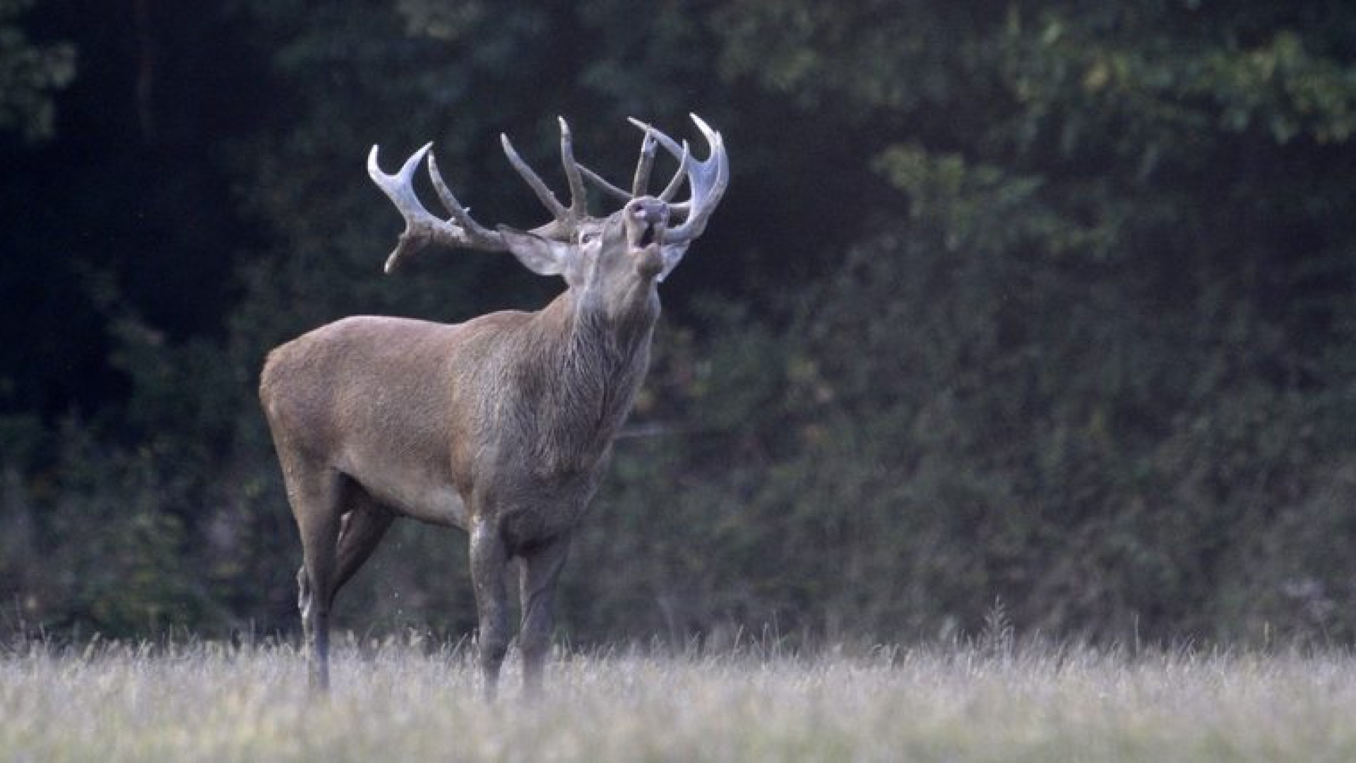 Più di 100 cervi nei mirini della selezione. Interrogazione in Regione