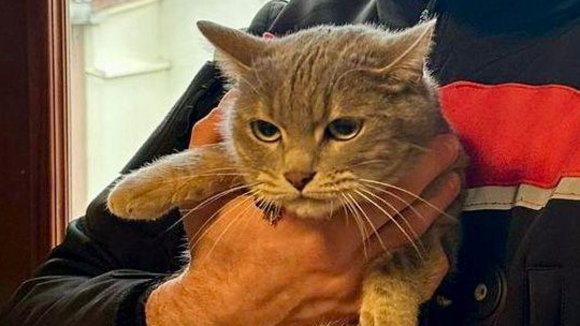 La gatta Lilith abbandonata in casa: salvata e poi adottata da un carabiniere