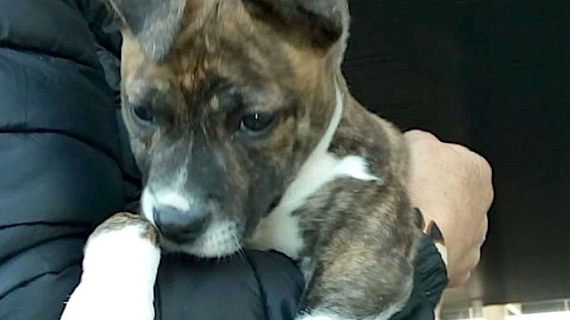 Adottata e abbandonata in pochi mesi: la cagnolina Rose salvata in Trebbia