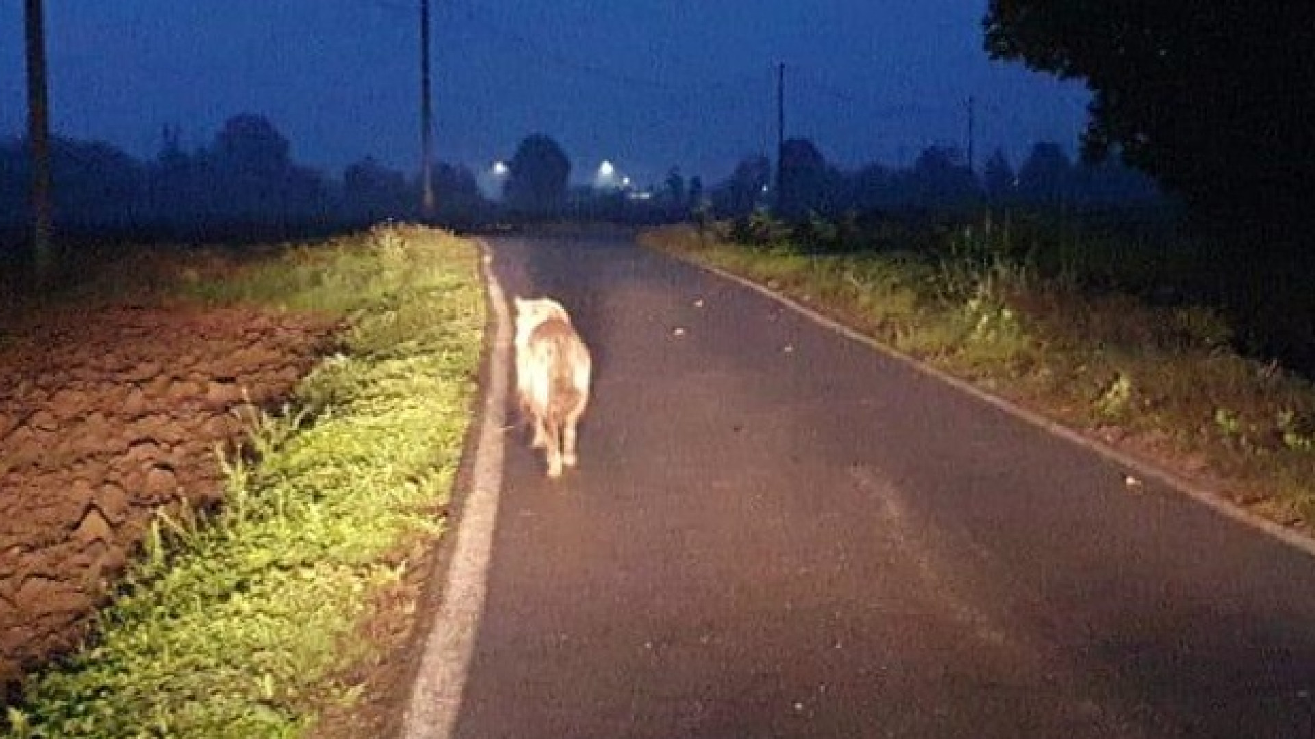 Lupi tra Vallera e Gossolengo. "Abitanti sempre più preoccupati"
