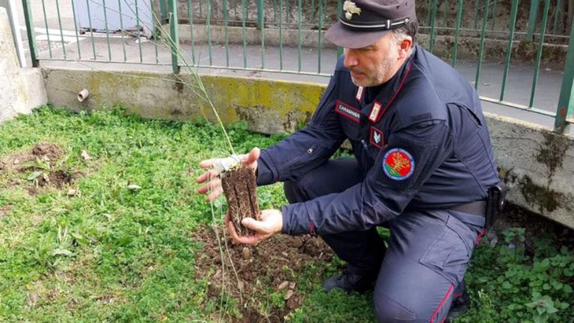 I Forestali incontrano gli studenti. Piantato l’Albero del giudice Giovanni Falcone