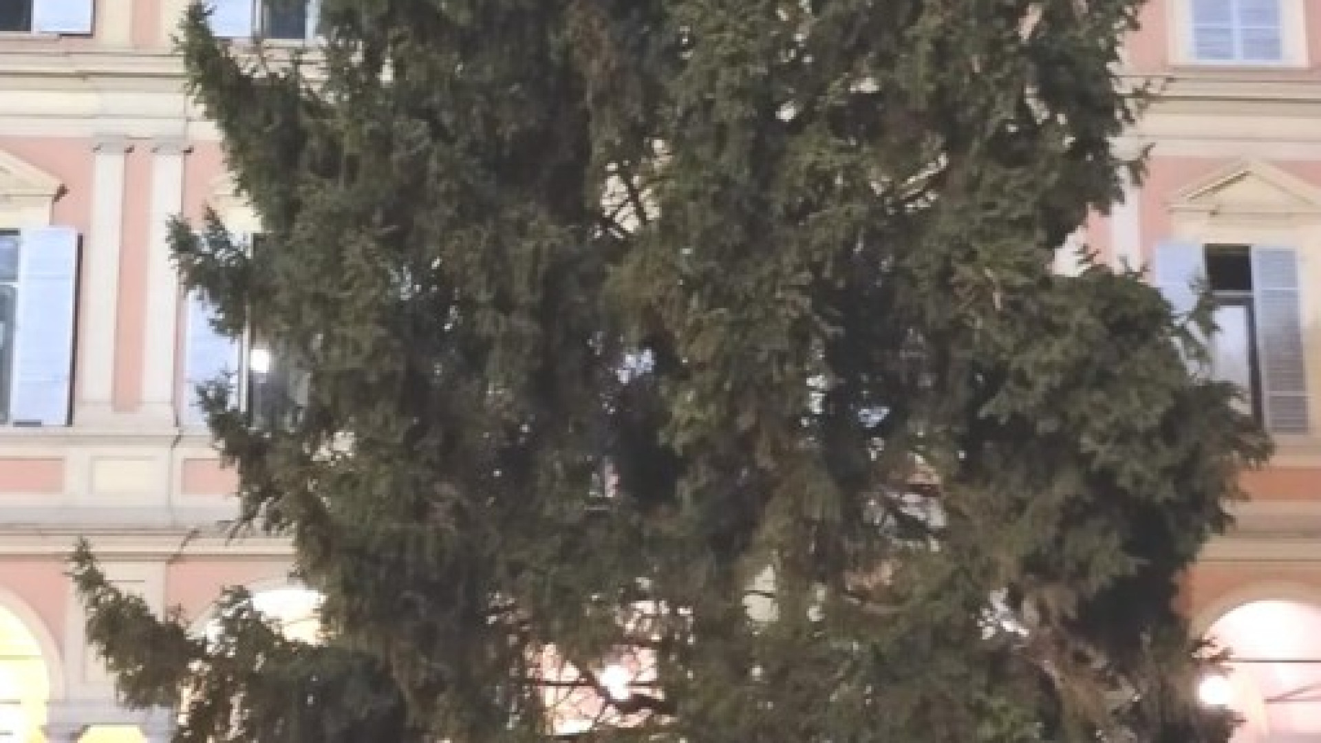 Installato l'albero di Natale in piazza Mercanti. Sarà decorato con 16mila luci