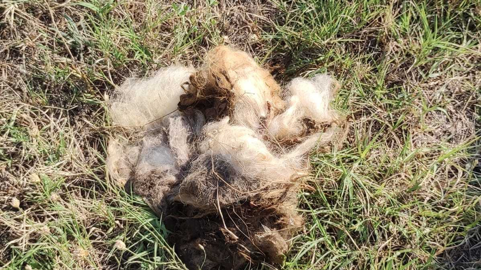 "Invasi dai lupi, non so più come fare". Appello dopo la pecora sbranata a Folignano