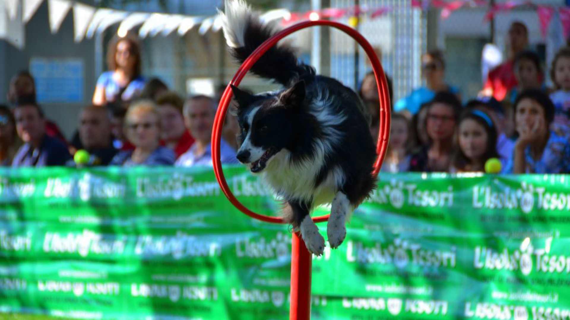 Acrobazie e danze per cani: domenica torna "Quattro zampe in azione"