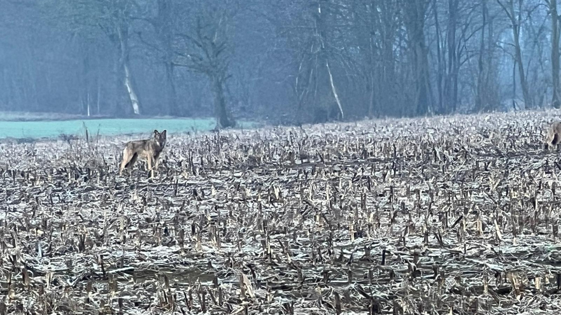 Agazzano: "Lupi in pieno giorno nelle campagne e vicino alle abitazioni"
