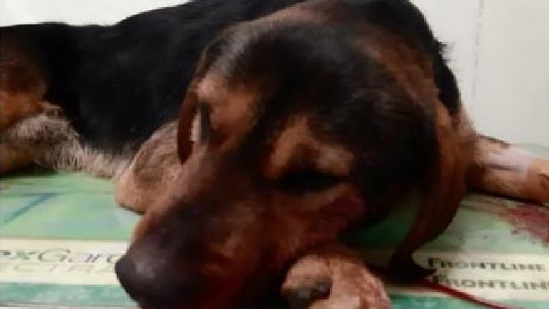 Naso e bocca sanguinanti, task force salva il cane Ares. Tra le ipotesi c'è l'avvelenamento