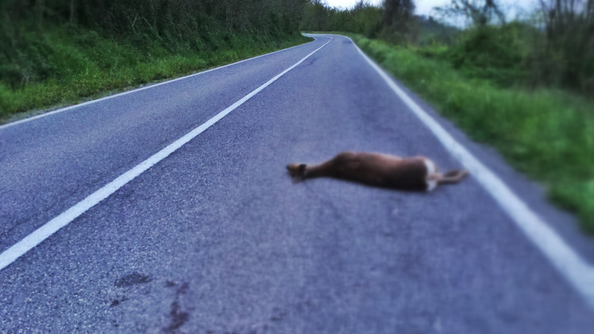 Capriolo investito e ucciso. "Attenzione alla strada tra Buriacchina e Statto"