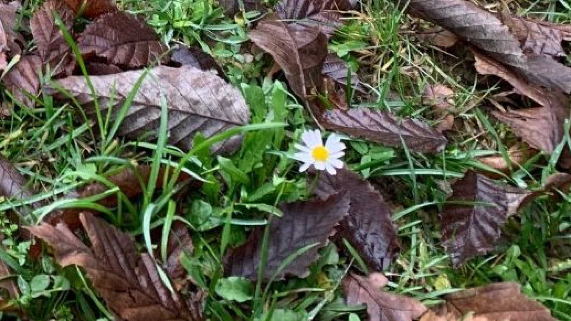 Caldo anomalo di inizio gennaio: nei giardini spuntano le margherite