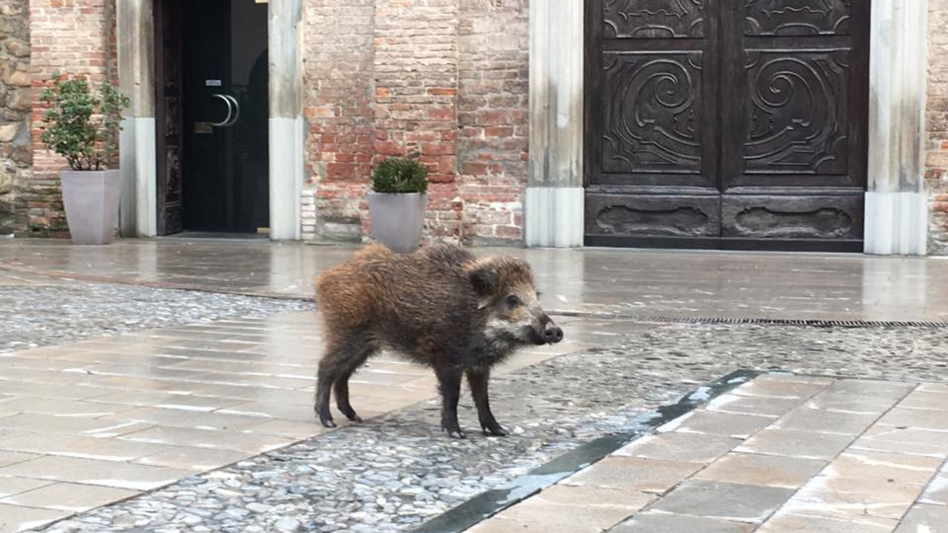 Bobbio, cucciolo di cinghiale passeggia in piazza Duomo. VIDEO