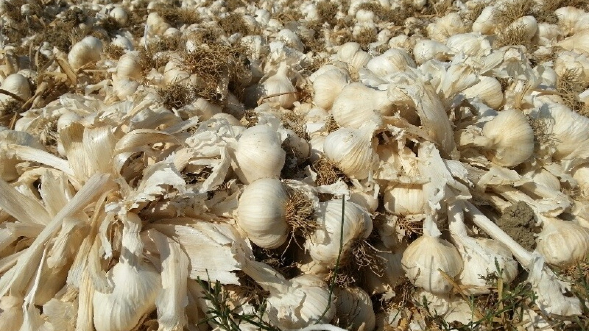Aglio piacentino: produzione meno 20%. Dal consorzio: "Troppa concorrenza  estera"