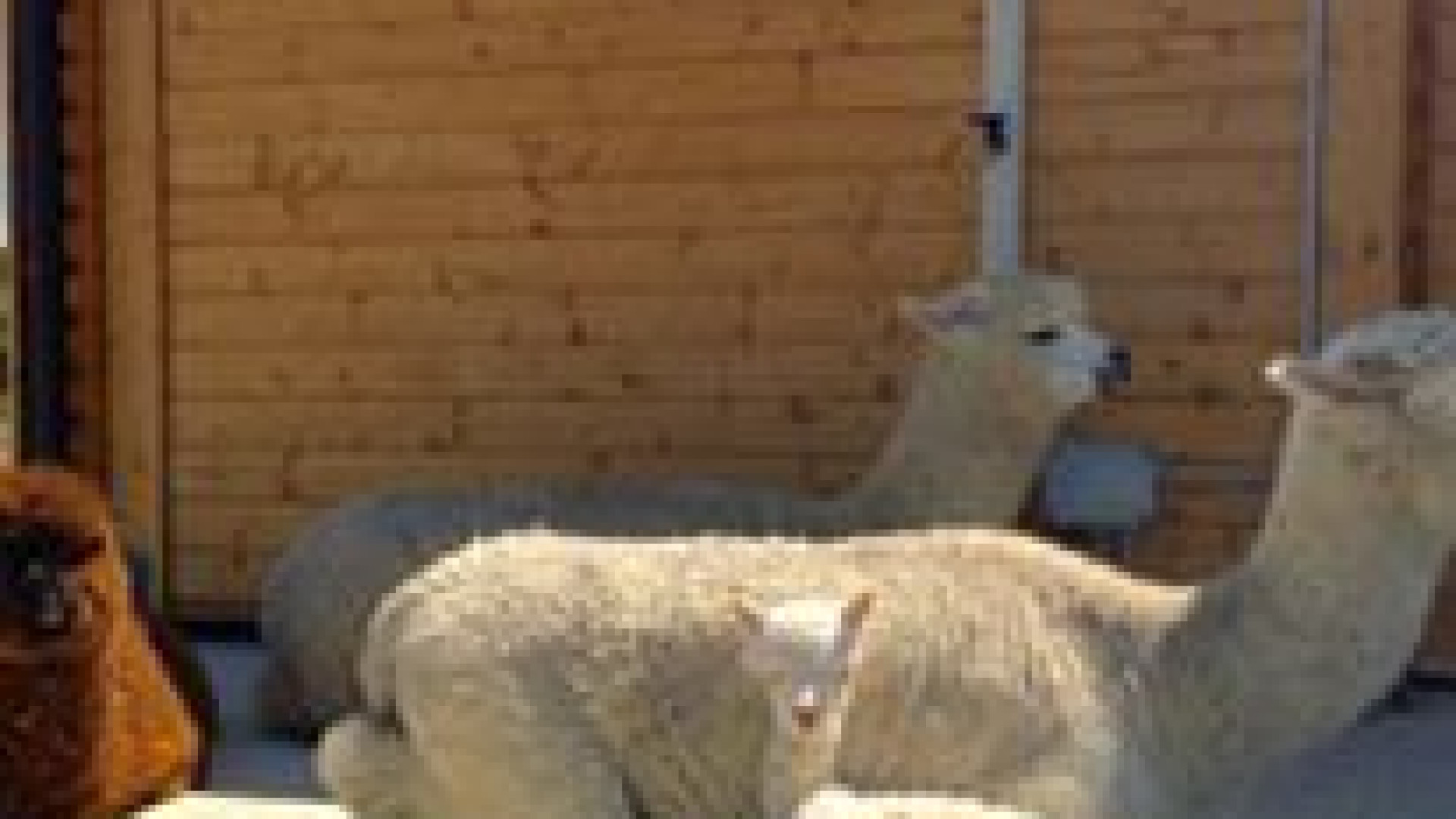 Ad Albareto di Ziano un allevamento di alpaca: 26enne realizza il suo sogno