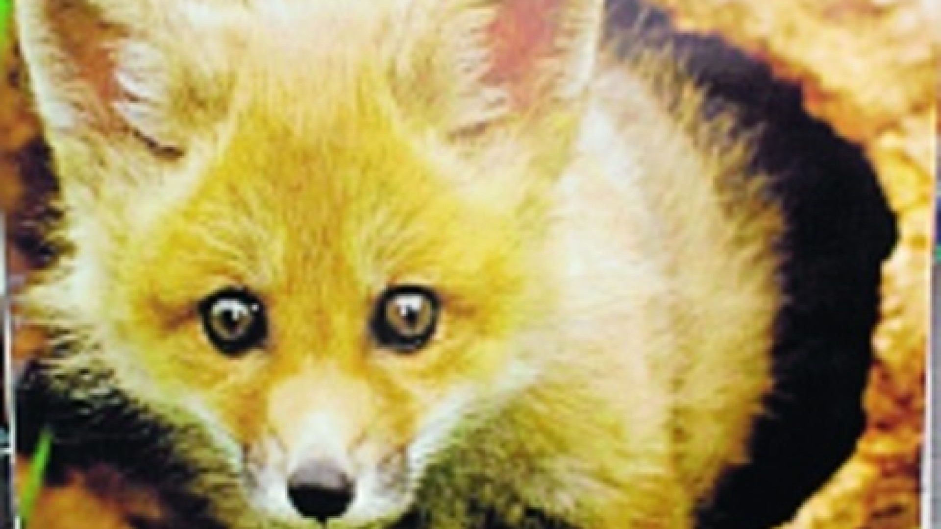 Gli animalisti tornano alla carica per salvare 239 volpi dall'abbattimento