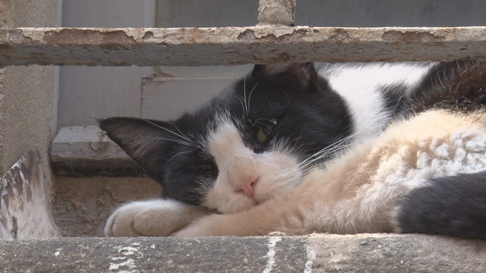 I commercianti di via XX dicono addio al gatto Silver, investito da un'auto