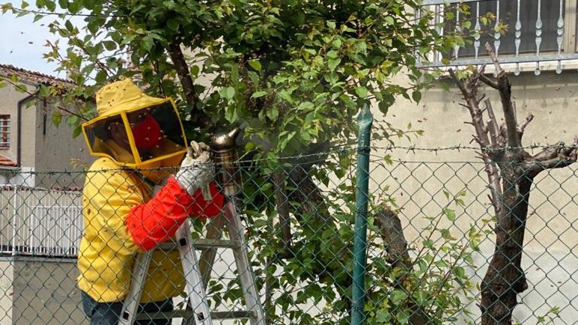 Sciame di api in centro a Pontenure, intervengono gli apicoltori di San Giorgio