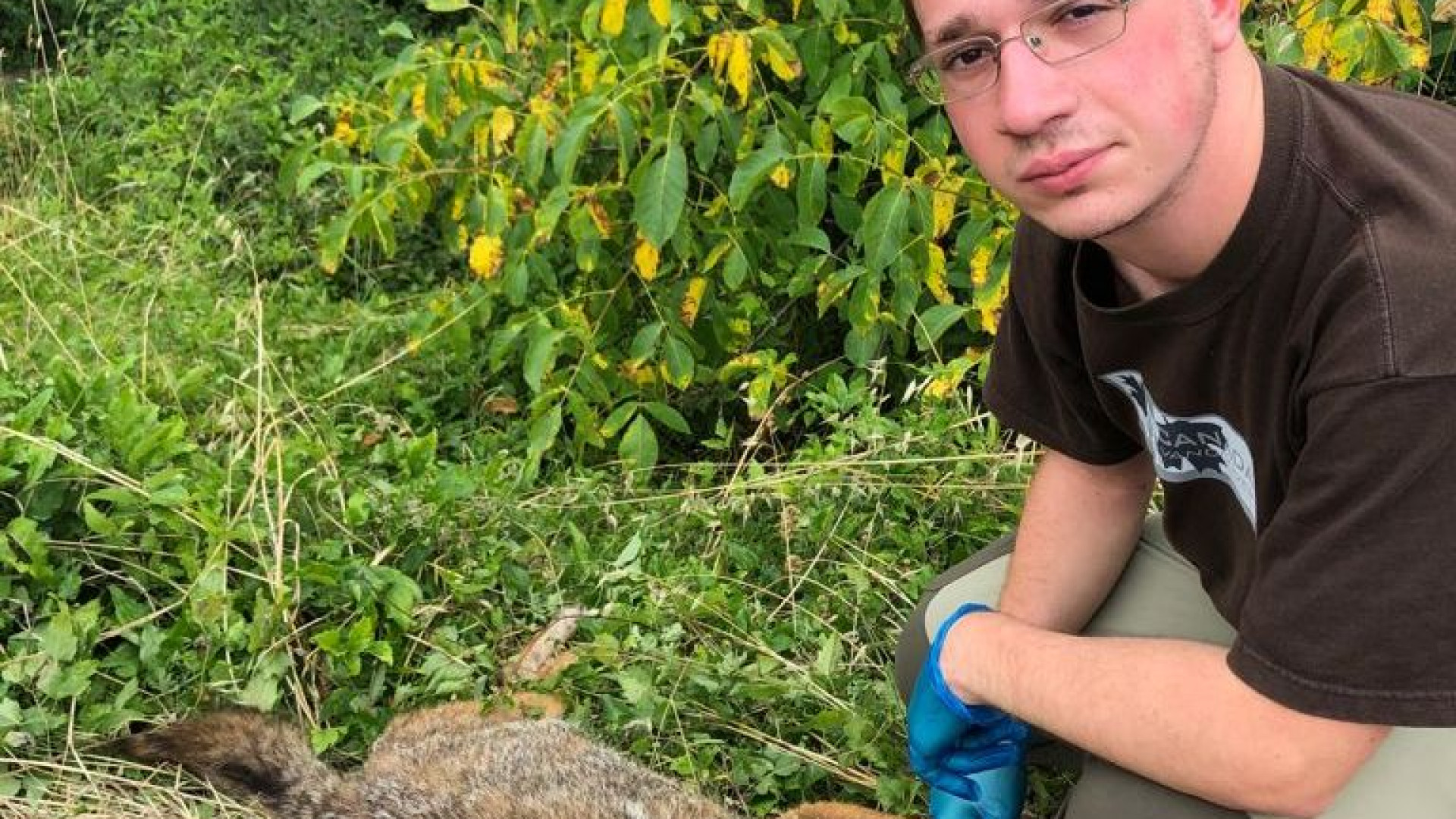 Sciacallo dorato investito nel comune di Bobbio. Duecento gli esemplari in Italia