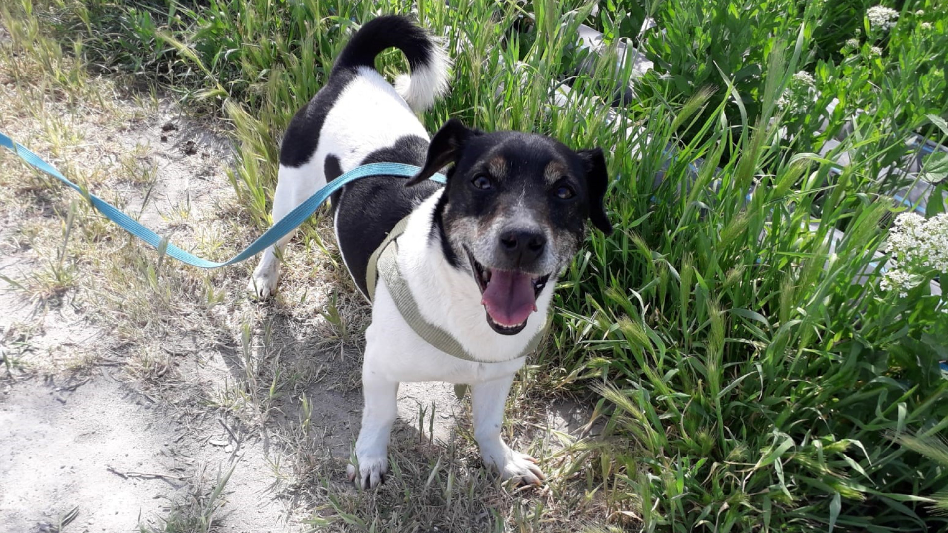 "Installare distributori di sacchetti per cani in città": | la proposta di ApP