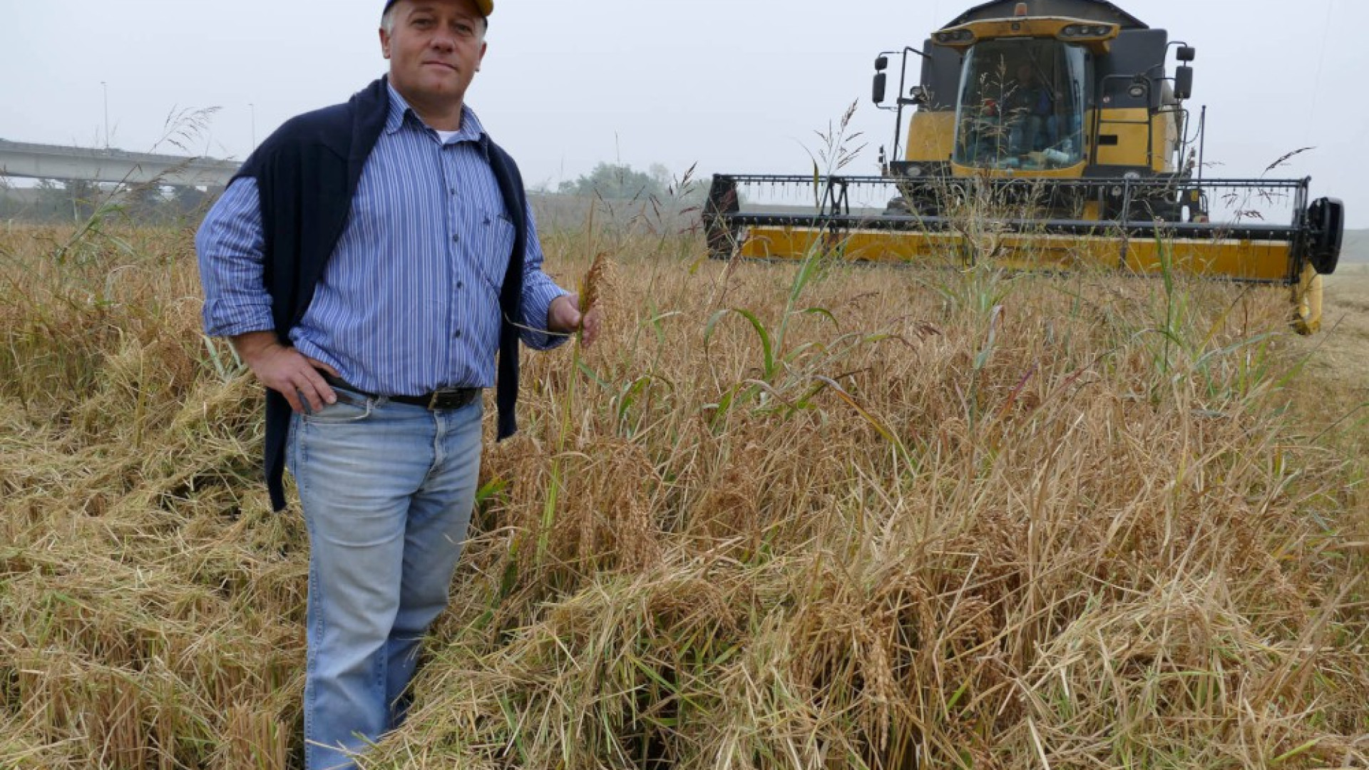 Castel San Giovanni, alla Pievetta sperimentata la coltivazione del riso