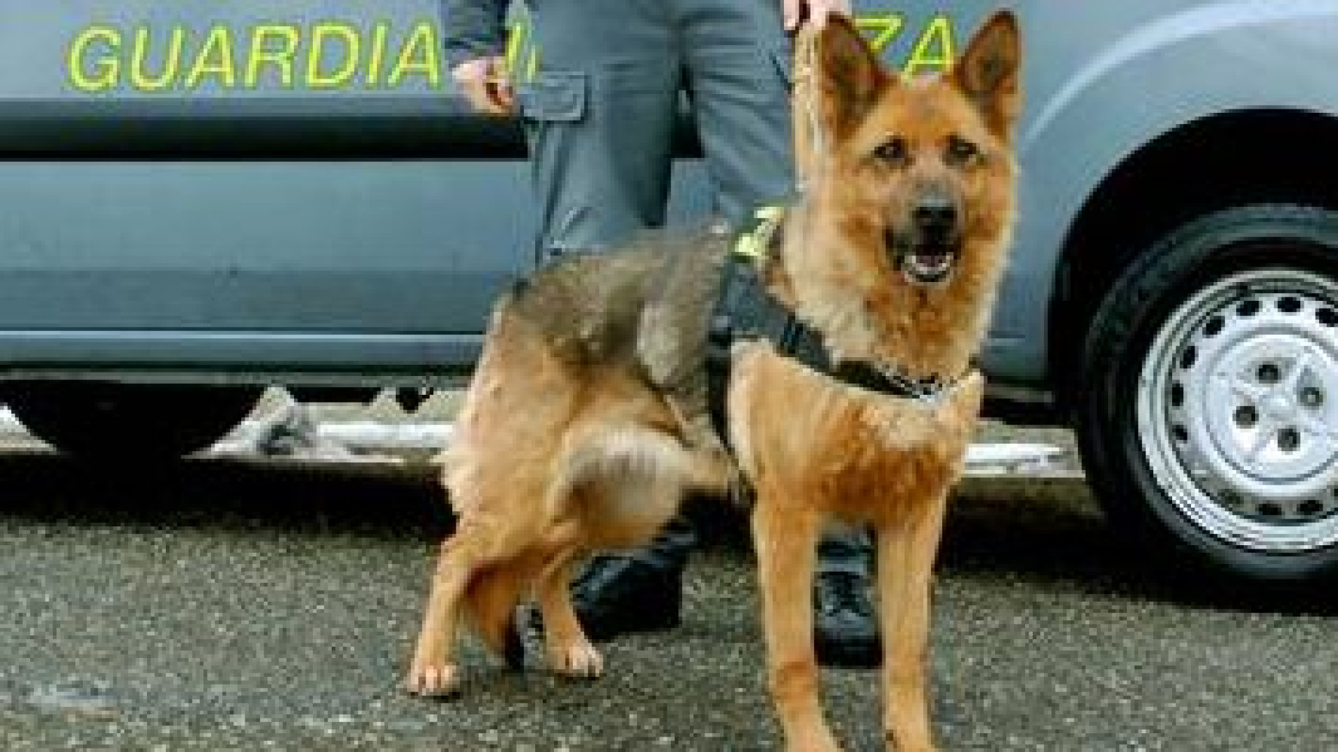 Incastrato dal cane antidroga con due etti di hashish patteggia e torna libero