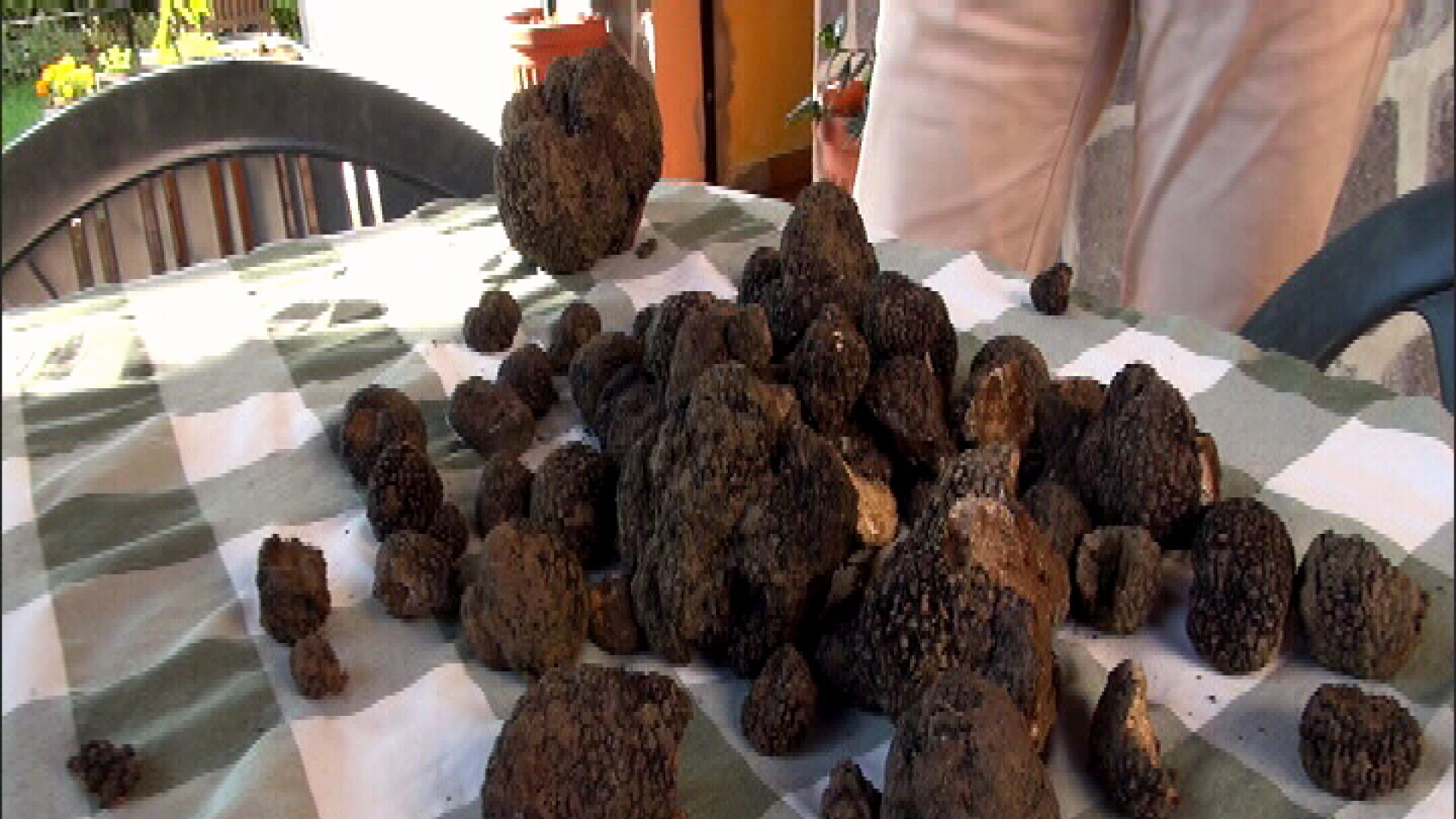 Caldo e cinghiali: annata nera per i tartufi locali. Prezzi decuplicati