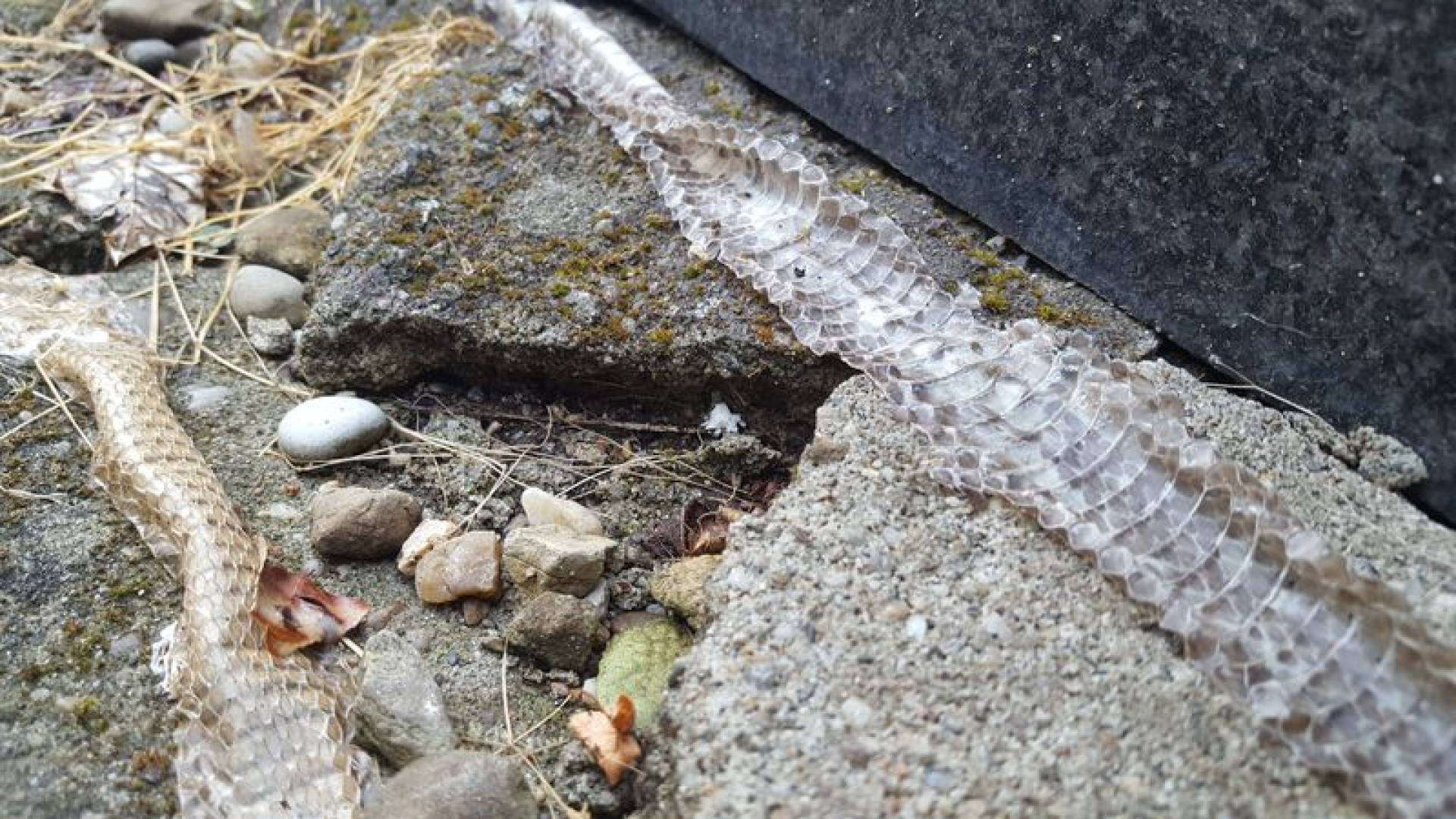 Bisce al cimitero, è allarme. Il Comune: "E' una specie protetta"