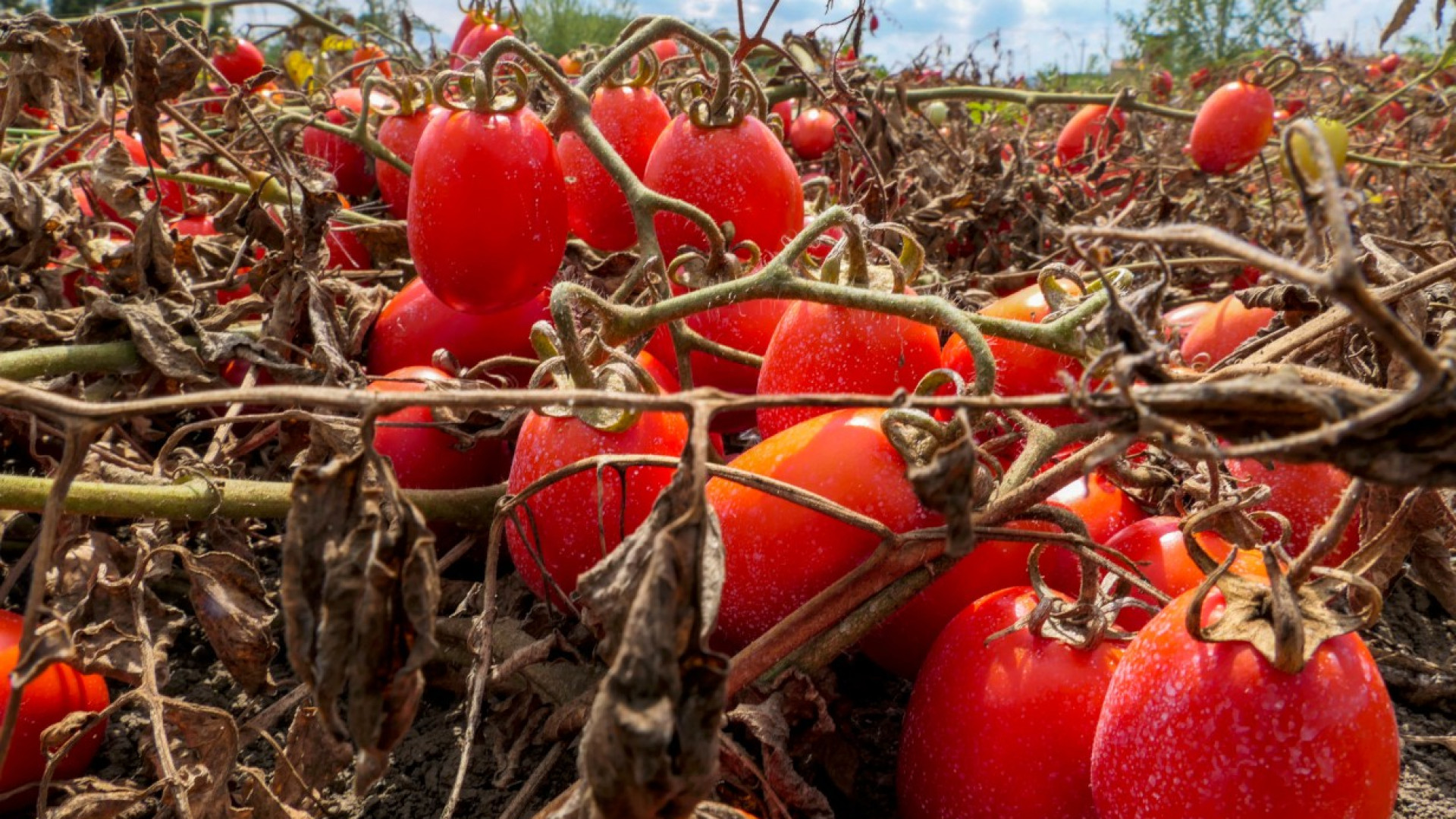 Emergenza pomodoro: "Spaventano la mancanza di acqua e i costi di produzione”