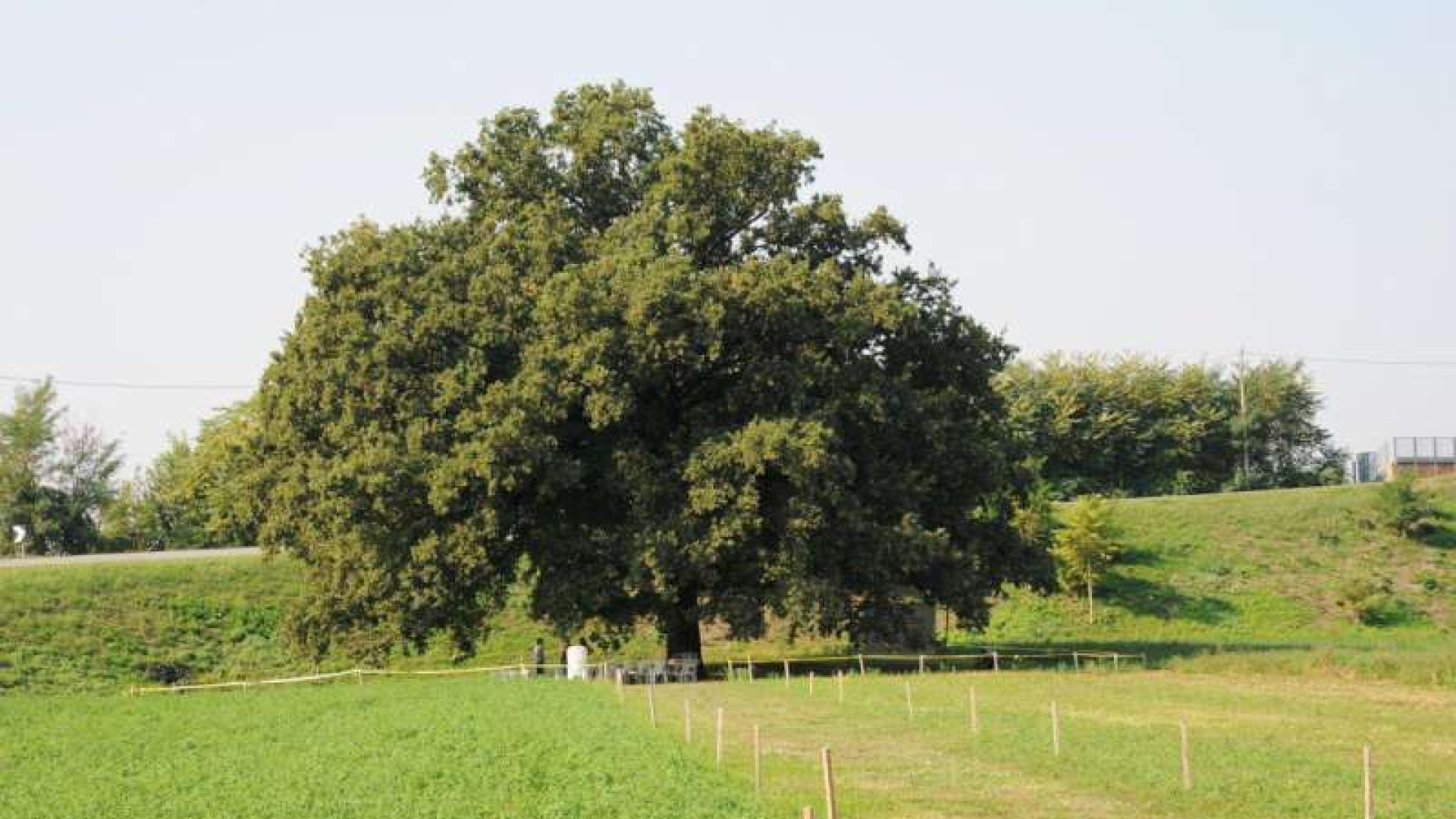 Manutenzione per nonna quercia, intervento con i treeclimbers