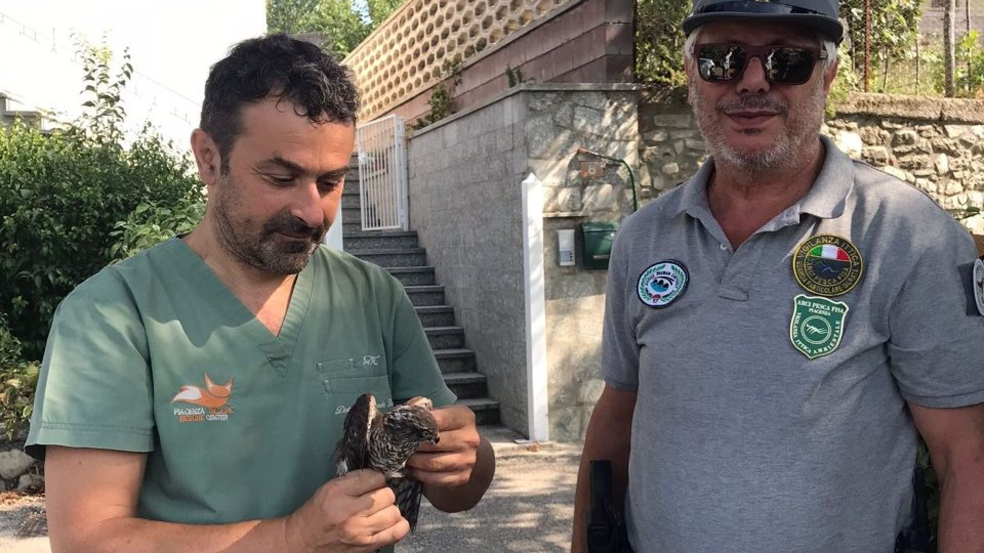 Sparviere ferito a Bobbio trasportato al "pronto soccorso" di Niviano