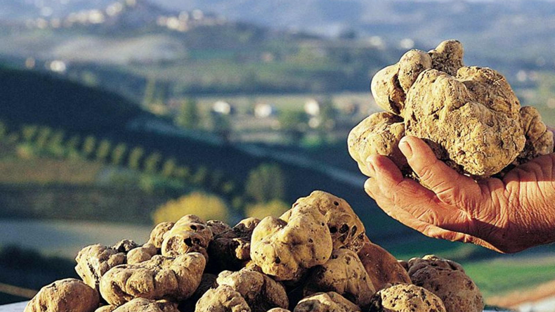 Caccia ai tartufi: mille tesserati. Corpo forestale intensifica i controlli