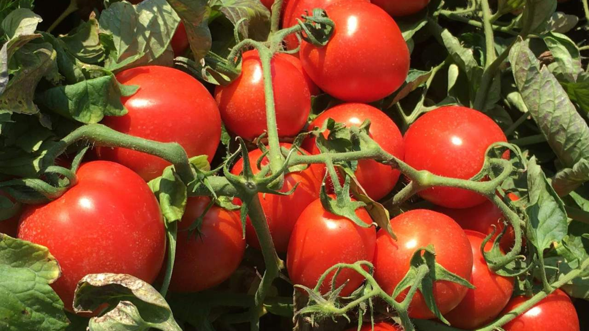 Pomodoro, Steriltom: "Obiettivi raggiunti nonostante il clima avverso"