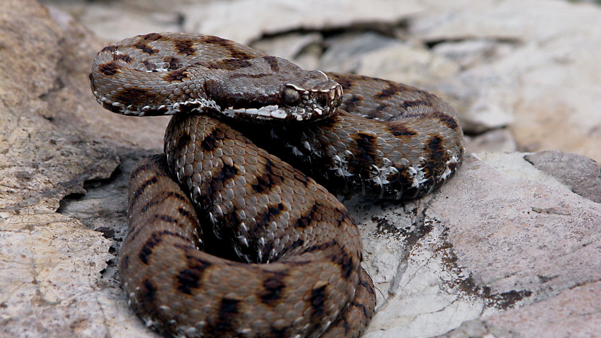 Morsa da una vipera sulla strada del Bernino, cagnolina in fin di vita a Ponte dell'Olio