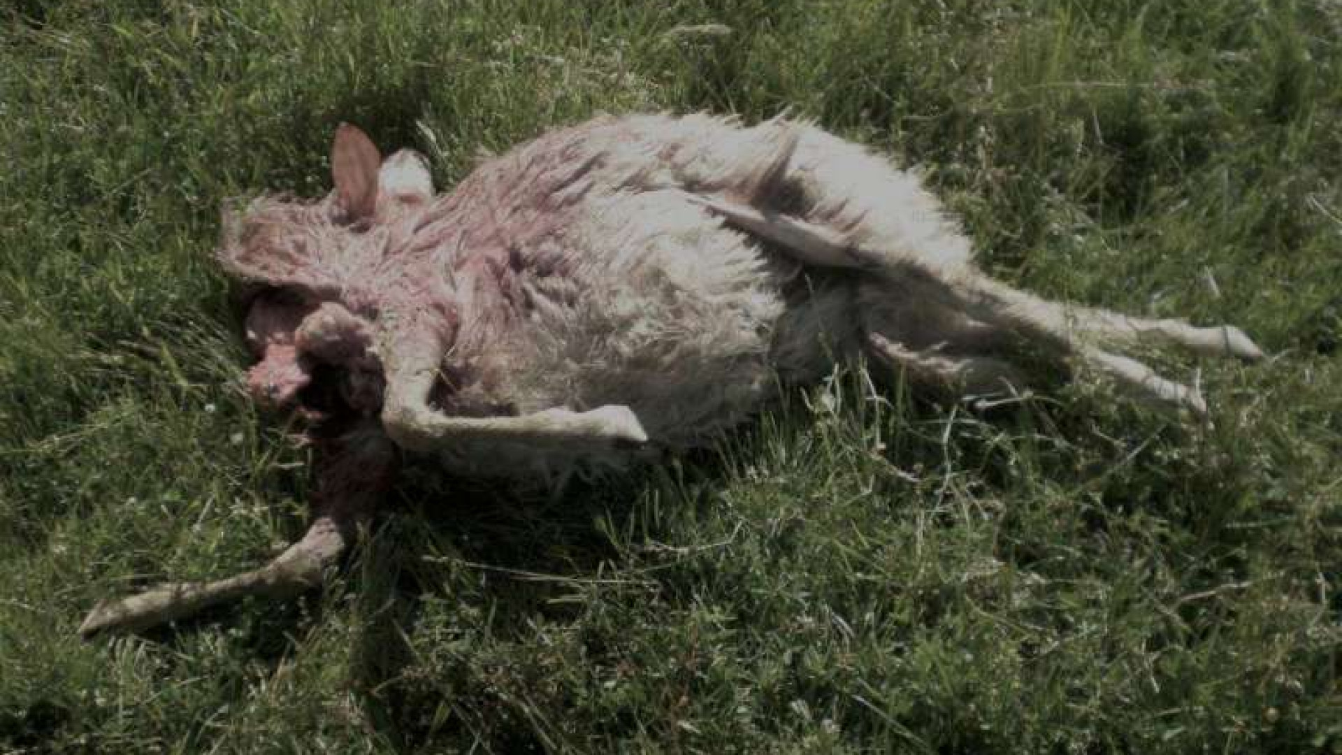 Lupi sbranano gregge a Vernasca. "Da tempo chiediamo aiuto invano"